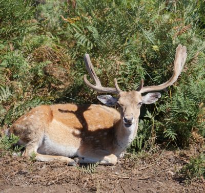 Do Palácio ao Atlântico