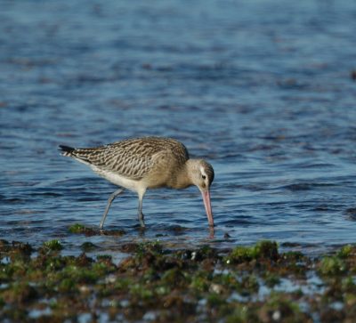 Observação de Aves (Birdwatching)