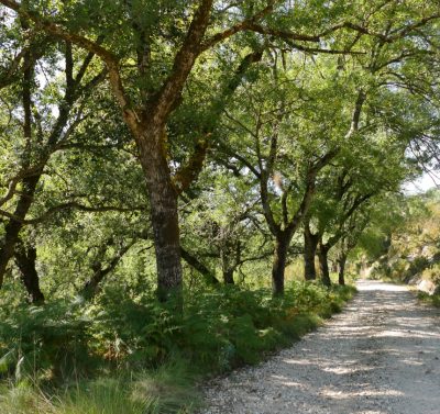 Do Palácio ao Atlântico
