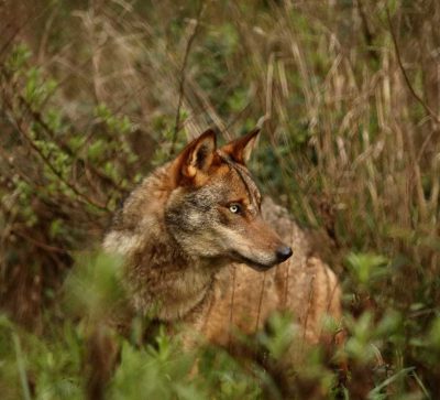 Centro de Recuperação do Lobo Ibérico